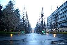 Rainy street, with trees again bare