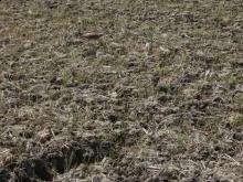 Video of grey-headed lapwing (Vanellus cinereus) taken in Gifu Prefecture, Japan.