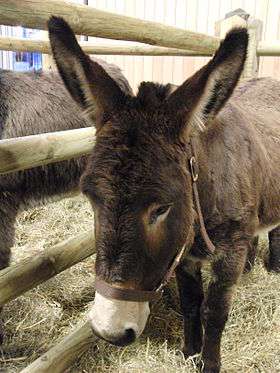 head of a chocolate-coloured donkey