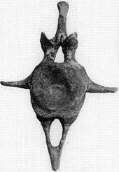 Vertebra