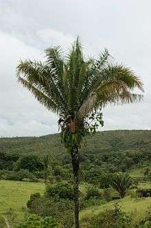 Tall, single-stemmed palm standing alone in a field of grass with scattered shrubs and palms. The low hills in the background are forested. The leaves are all angled above horizontal, and are shorter than the stem. A single brownish-yellow infructescence is visible just below the leaves. The lower half of the stem is bare, but the upper half has old leaf-based still attached. Ferns and a strangler fig grow on the upper part of the stem just below the leaves, rooted in the old leaf bases.