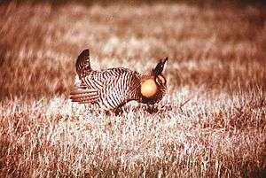 An Attwater's prairie chicken