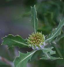 closeup of a central greenish set of buds in a dome shape surrounded by prickly leaves