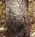 A tree trunk with grey bark. The bark at the base is dark brown, and very furrowed. Higher up it is light grey, mostly smooth, but interrupted by an occasional furrow.