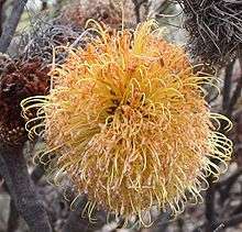 Closeup of spherical golden yellow bloom made up of hundreds of individual flowers