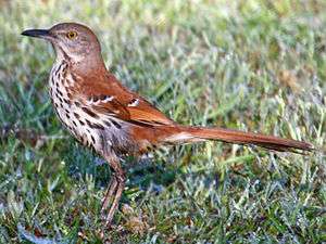 A brown-backed bird with a white, spotted breast and orange-yellow eyes stands alert on grass