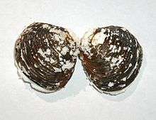A small clam shell, dark brown on the outside, with many small eruptions of white decay all over the surface of the valves