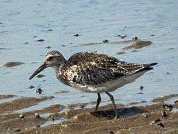 Great knot at the water’s edge