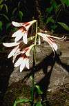 Cardiocrinum giganteum