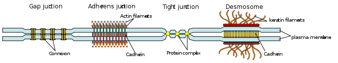 Some examples of cell junctions