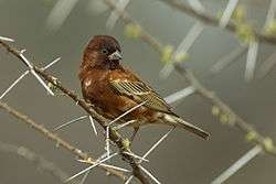 A small mainly chestnut-coloured sparrow with a thick bill perching on a branch