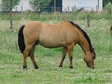 Photo of a dun horse in profile grazing in a field.