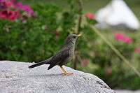 Chiguanco Thrush (Turdus chiguanco).jpg