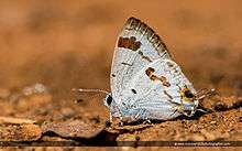 Chliaria Othona, Butterfly in Kerala, Indian Wildlife Photographers, Praveen g nair, Orchid Tit, Wildlife