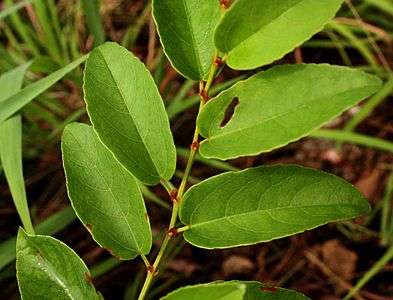 Cissus cornifolia06.jpg