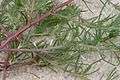 Coleophora klimeschiella damage1.jpg
