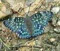 Constable butterfly Dichorragia nesimachus.jpg