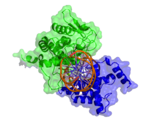 Cartoon model of Cre recombinase bound to its substrate (DNA).  A head on view