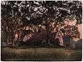 This photograph, discolored by age, shows a large rambling house surrounded by trees.