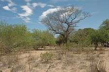 Picture of the western parts of the Chaco region, showing shrubs and low to medium forest cover