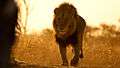 Earth-Touch Lion Botswana.jpg