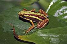 A photo of a Epipedobates tricolor on a leaf