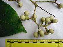 closeup of newly harvest Indian berry fruits