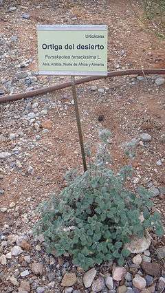 Forsskaolea tenacissima L. in Níjar, province of Almería (Spain)