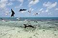 Frigatebirds, Laughing Gulls, Silk Caye, Stann Creek, Belize.jpg