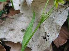 Close-up on the leaf spathulate.