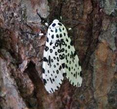 The giant leopard moth