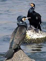 A pair of great cormorants at the river