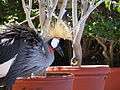 Grey Crowned Cranes 2.jpg