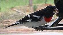 A red-breasted bird with a black back and white belly feeds from a bird feeder