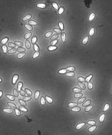 English: Spores of the microsporidium Hamiltosporidium magnivora as seen with phase-contrast microscopy. The spores are about 4 µm long. The host is Daphnia magna.