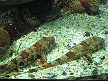 Two small sharks lying on white gravel