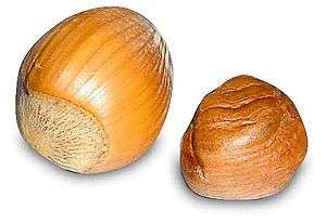 Two round nuts, one with its shell and one without, yellow to light brown in color.