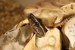 snake emerging from egg