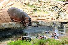 Hippopotamus in Thiruvananthapuram Zoo