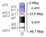 Map of Chromosome 21