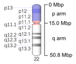 Map of Chromosome 22