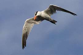 Caspian tern in flight