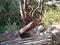 King's Mountain Manzanita, Arctostaphylos Regis-Montana 3.JPG