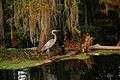 Lake Martin LA USA bird at close.JPG