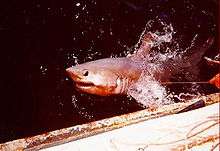 Shark breaking the water surface next to a ship, with a fishing line coming from its mouth