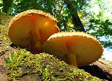 Two orange-yellow mushroom seen from below and growing on wood. One has a visible  fibrous volva, and both have adnexed gills. Part of the cap's top surface can be seen, and is heavily textured.