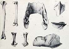 Subfossil broad-billed parrot bones