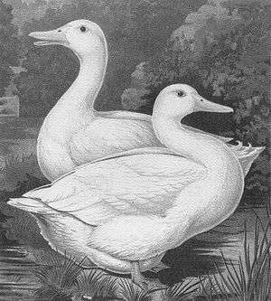 Two white ducks