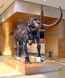 Mastodon skeleton