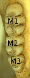 Three molars in a bone, with narrowly connected cusps, labeled M1, M2, and M3 from the top down.